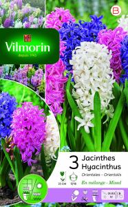 Jacinthe Orientale en Mélange (x3)